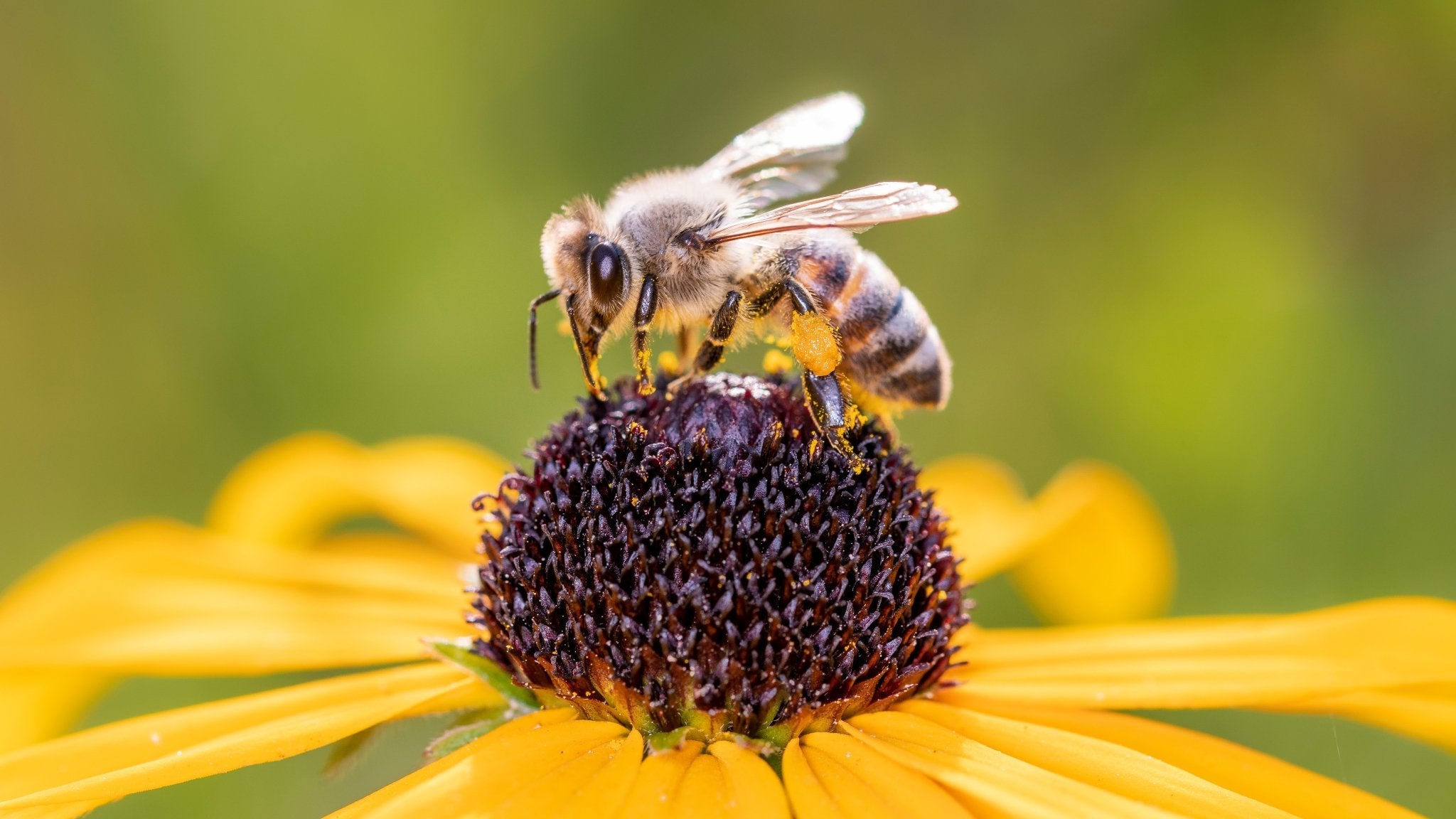 Bee Symbolism and Meaning - HarperCrown