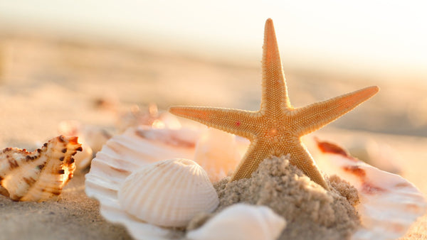 Starfish Symbolism: Spiritual Meaning and Power