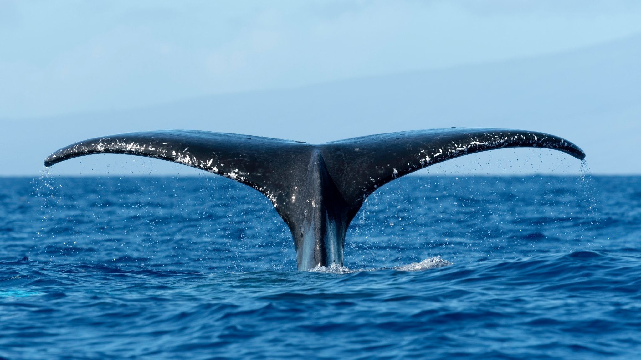 Whale Tail Meaning and Symbolism - HarperCrown